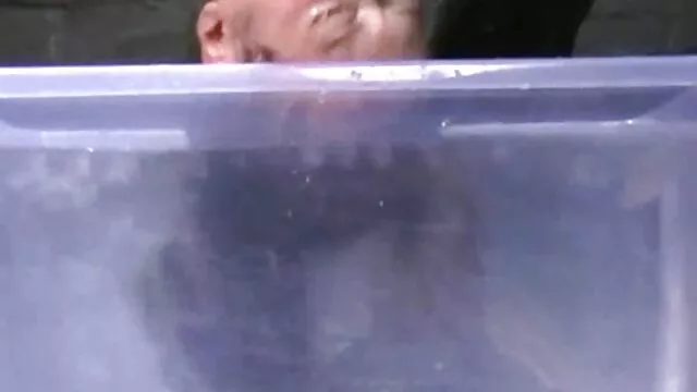美丽的大假狗屎在你的屁股 纯成熟性